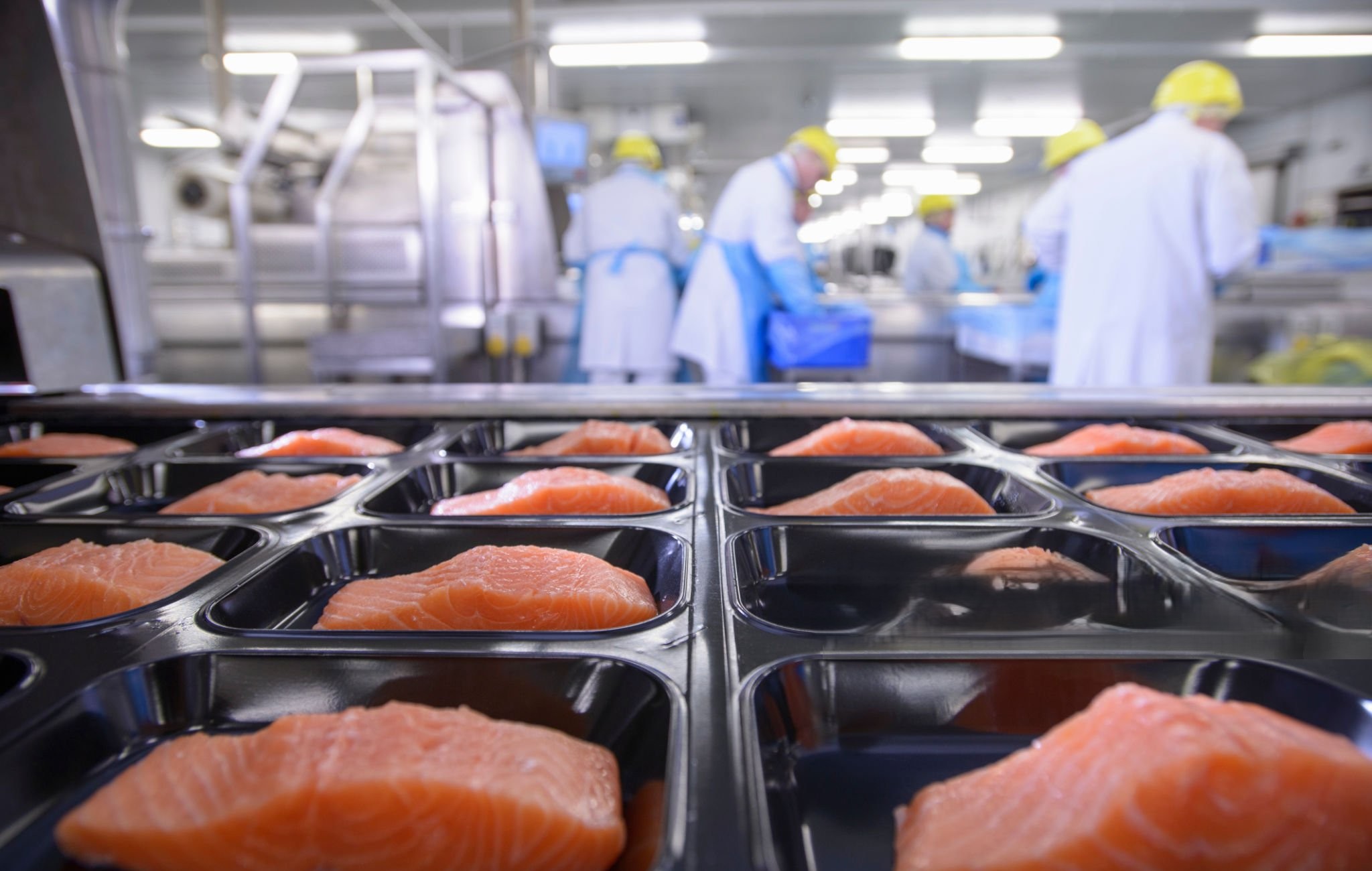 Apoio ao investimento produtivo na área da transformação e valorização dos produtos da pesca e da aquicultura